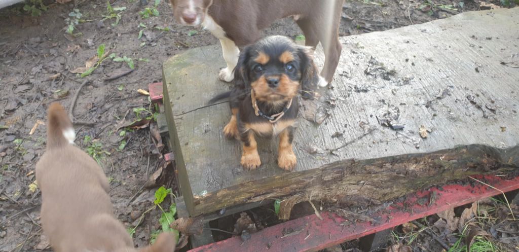 Caemoors Mighty - Chiot disponible  - Cavalier King Charles Spaniel