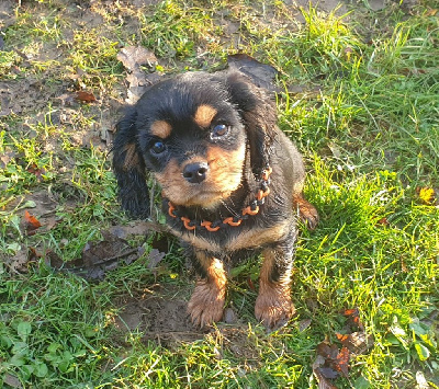 Caemoors Mighty - Cavalier King Charles Spaniel - Portée née le 11/09/2023