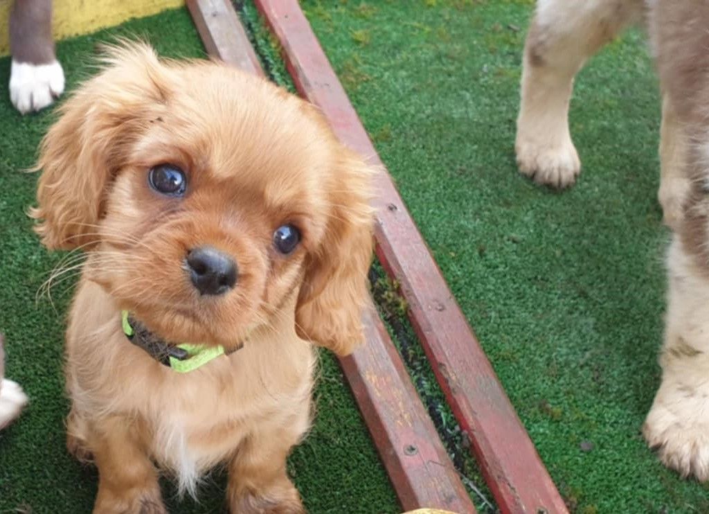 Caemoors Mighty - Chiot disponible  - Cavalier King Charles Spaniel