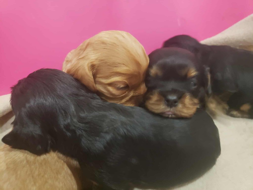 Caemoors Mighty - Chiots disponibles - Cavalier King Charles Spaniel