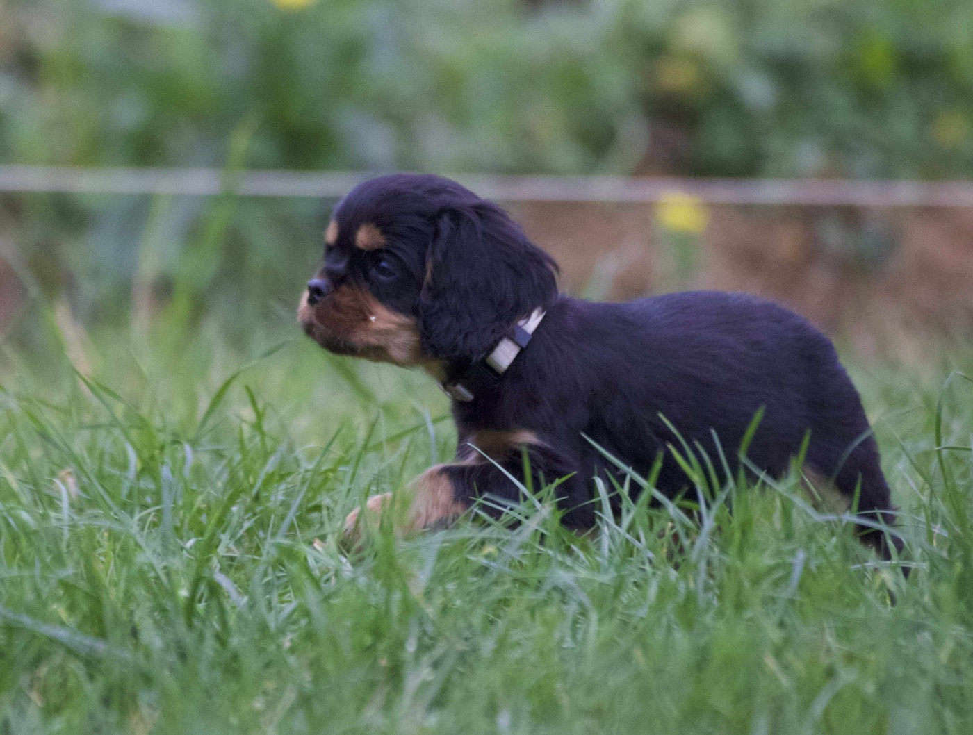 Caemoors Mighty - Chiots disponibles - Cavalier King Charles Spaniel