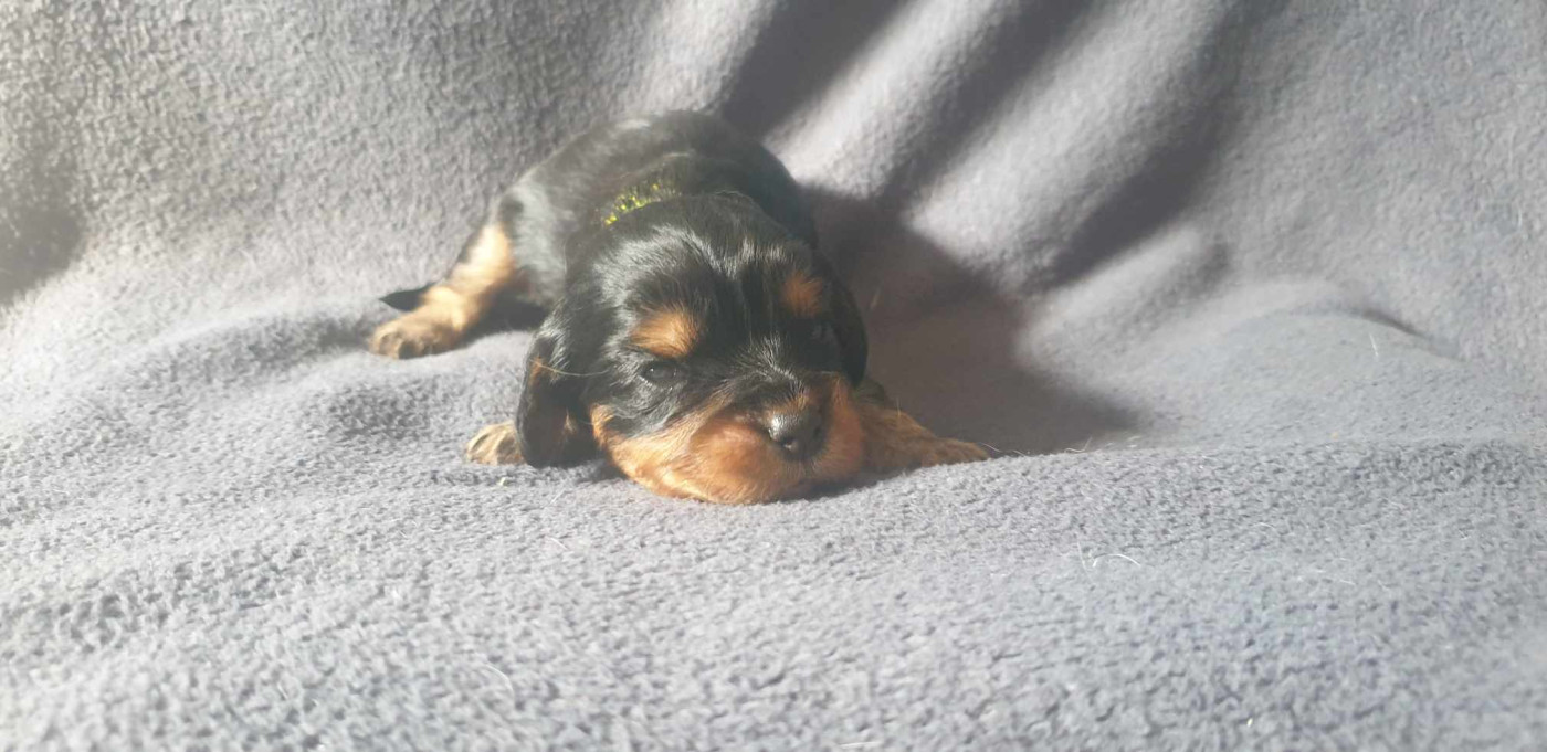 Chiot Cavalier King Charles Spaniel Caemoors Mighty