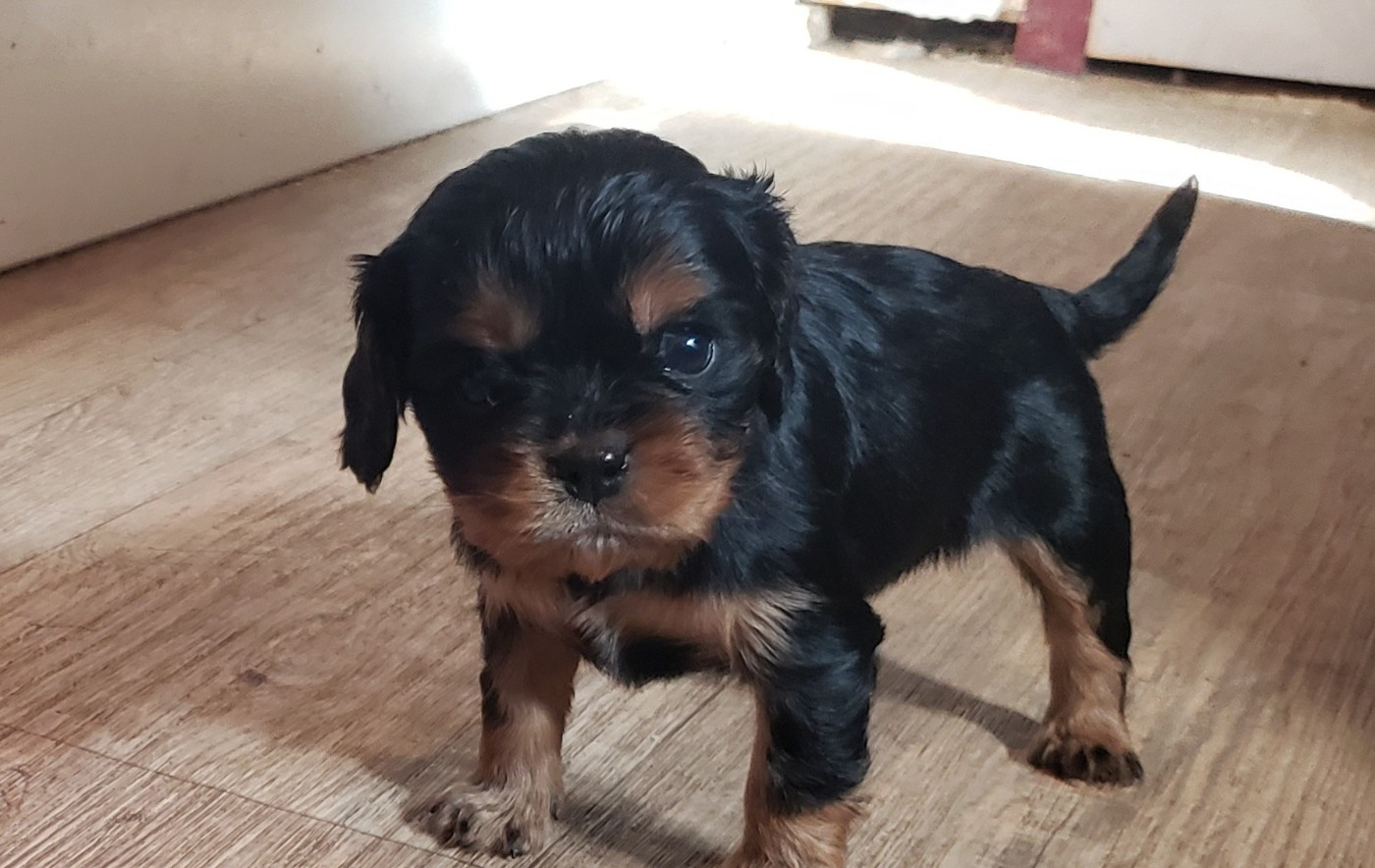 Caemoors Mighty - Chiots disponibles - Cavalier King Charles Spaniel