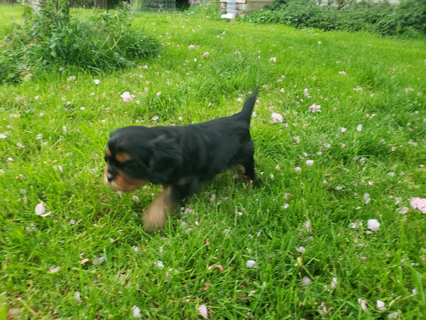Caemoors Mighty - Chiots disponibles - Cavalier King Charles Spaniel