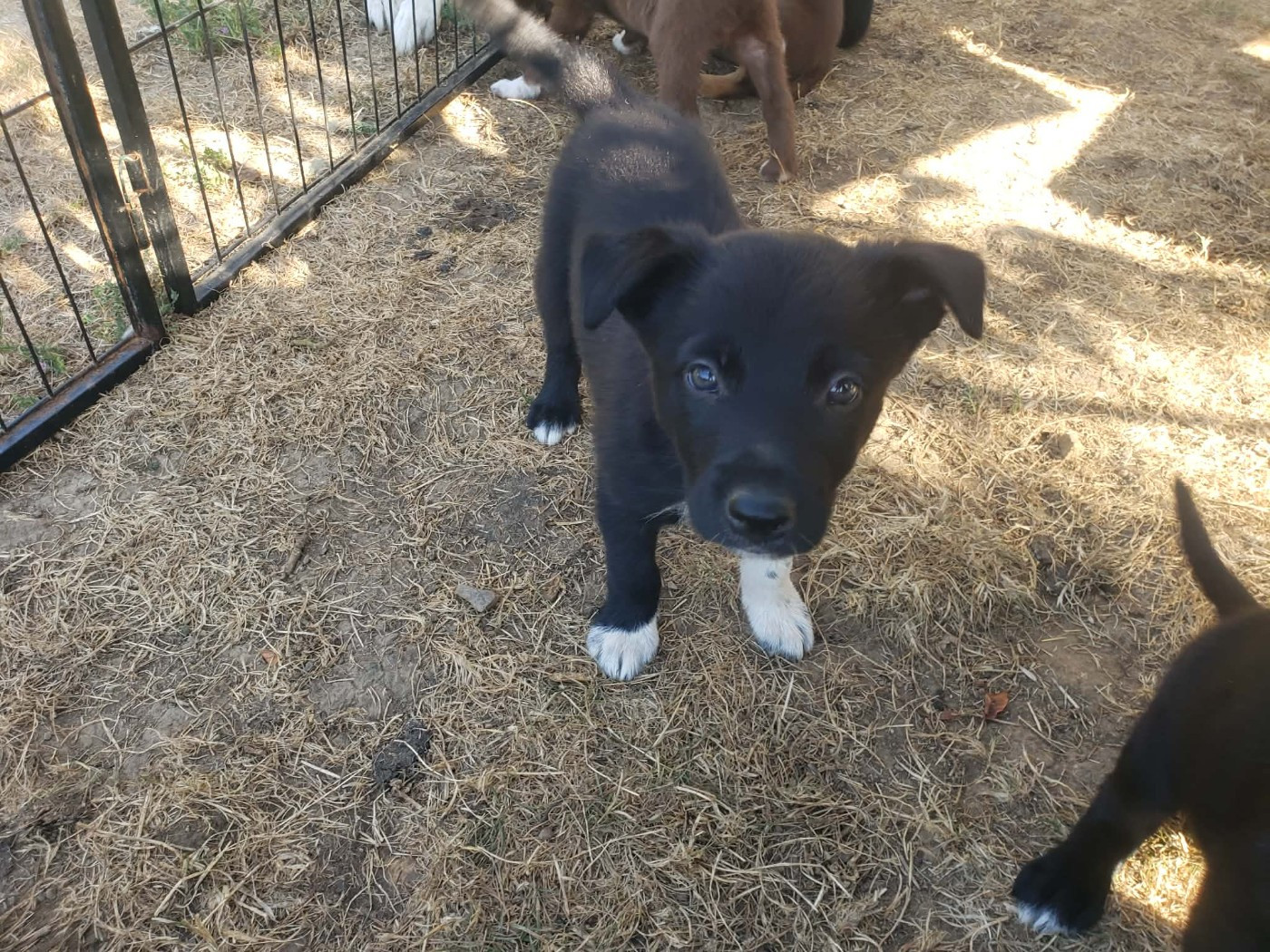 Caemoors Mighty - Chiots disponibles - Border Collie