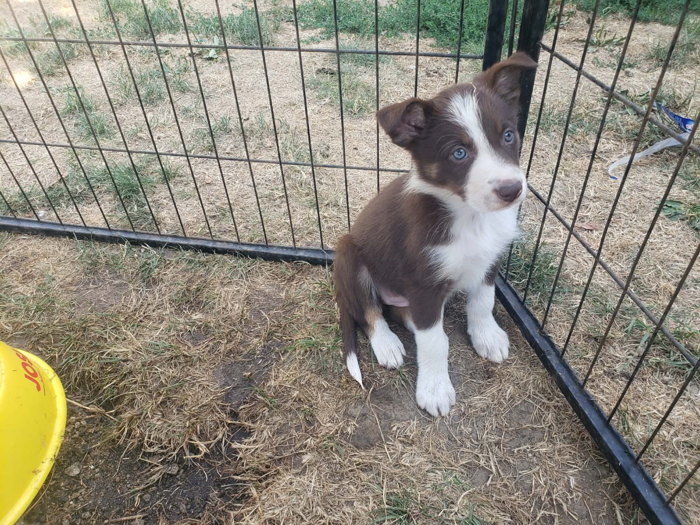 Caemoors Mighty - Chiots disponibles - Border Collie