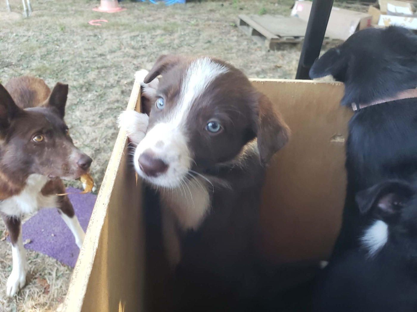 Caemoors Mighty - Chiots disponibles - Border Collie