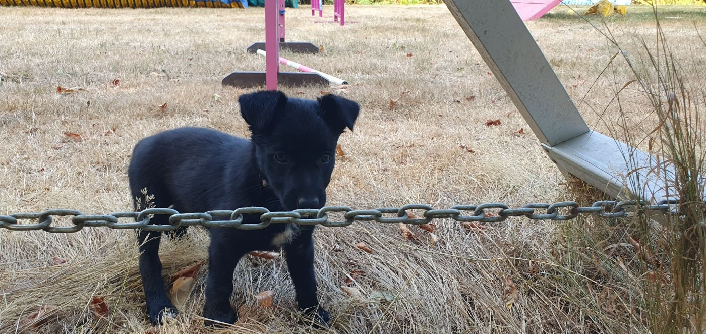 Caemoors Mighty - Chiots disponibles - Border Collie