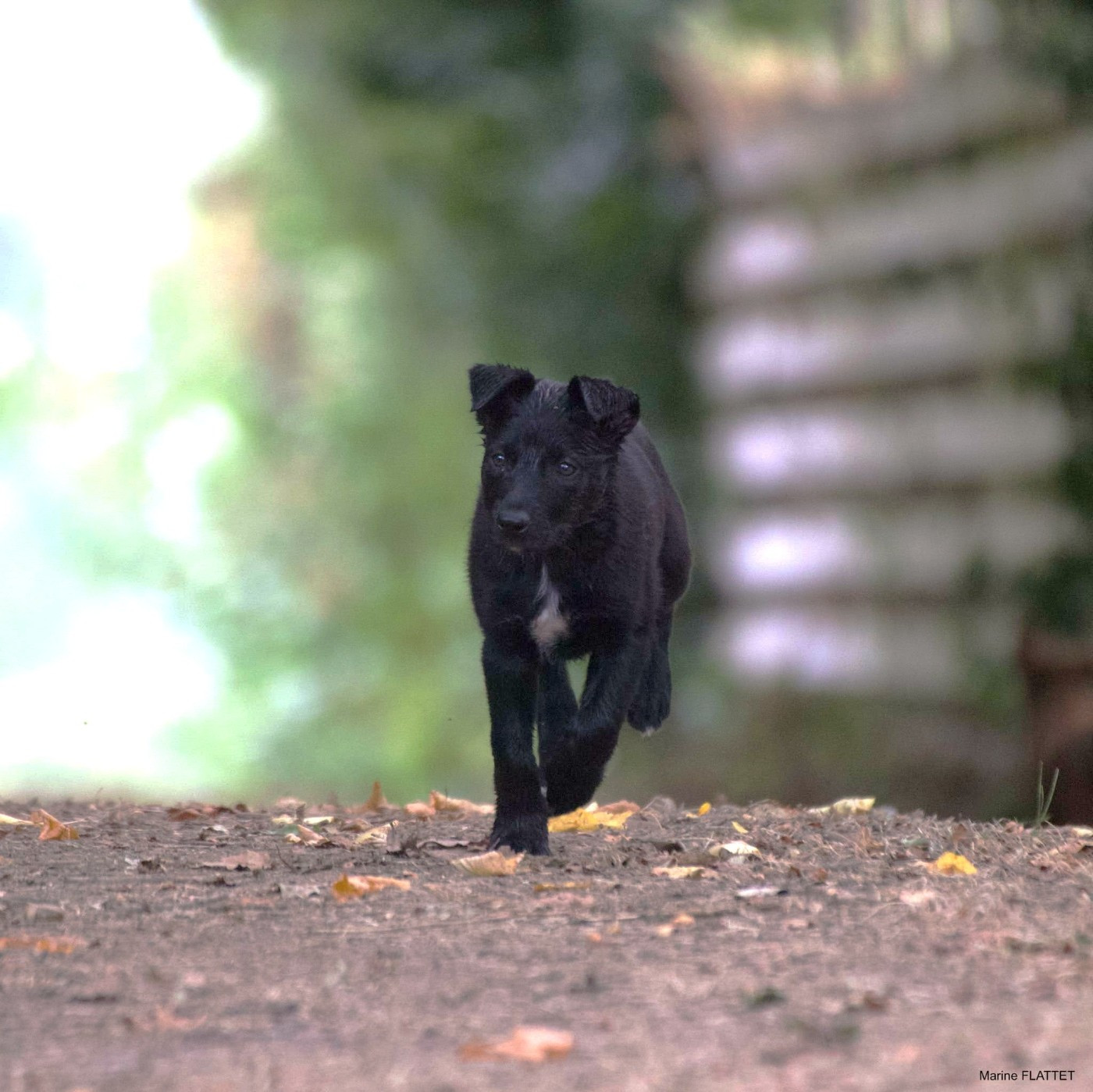 Caemoors Mighty - Chiots disponibles - Border Collie
