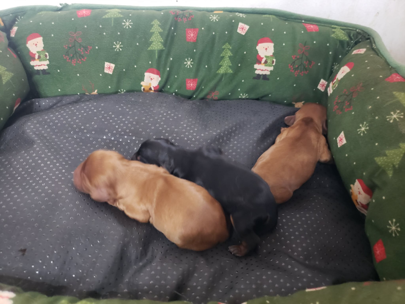 Caemoors Mighty - Chiots disponibles - Cavalier King Charles Spaniel