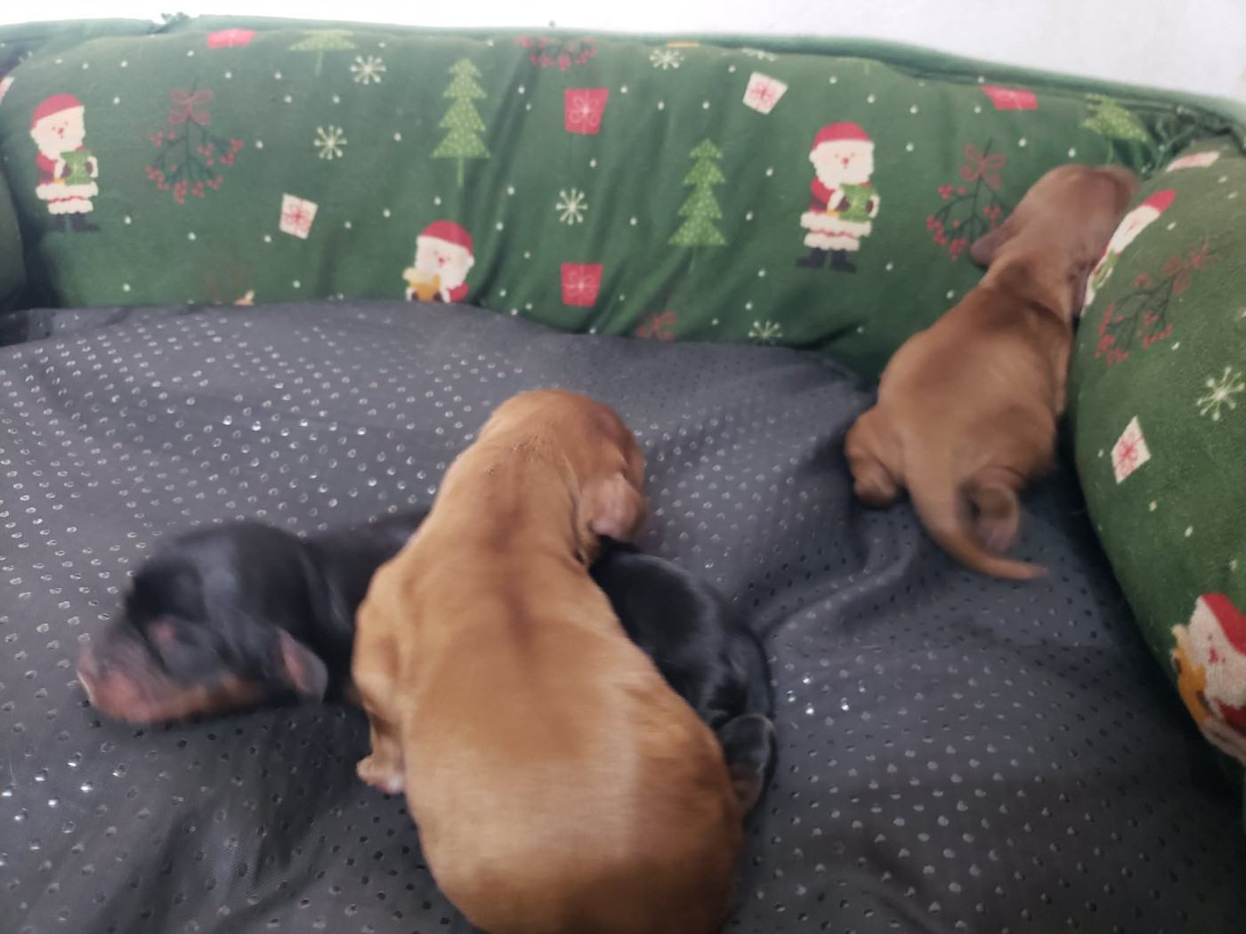 Caemoors Mighty - Chiots disponibles - Cavalier King Charles Spaniel