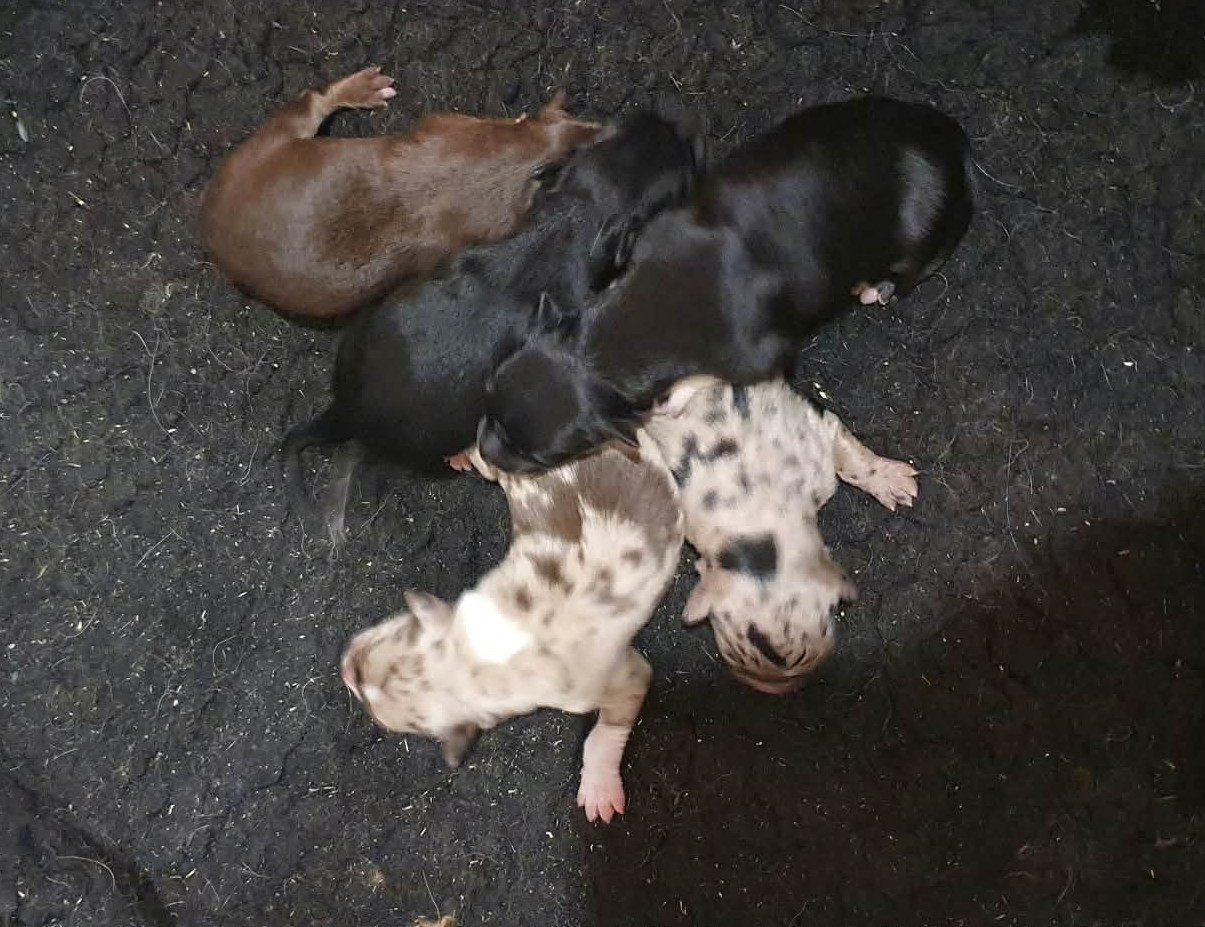 Caemoors Mighty - Chiots disponibles - Border Collie