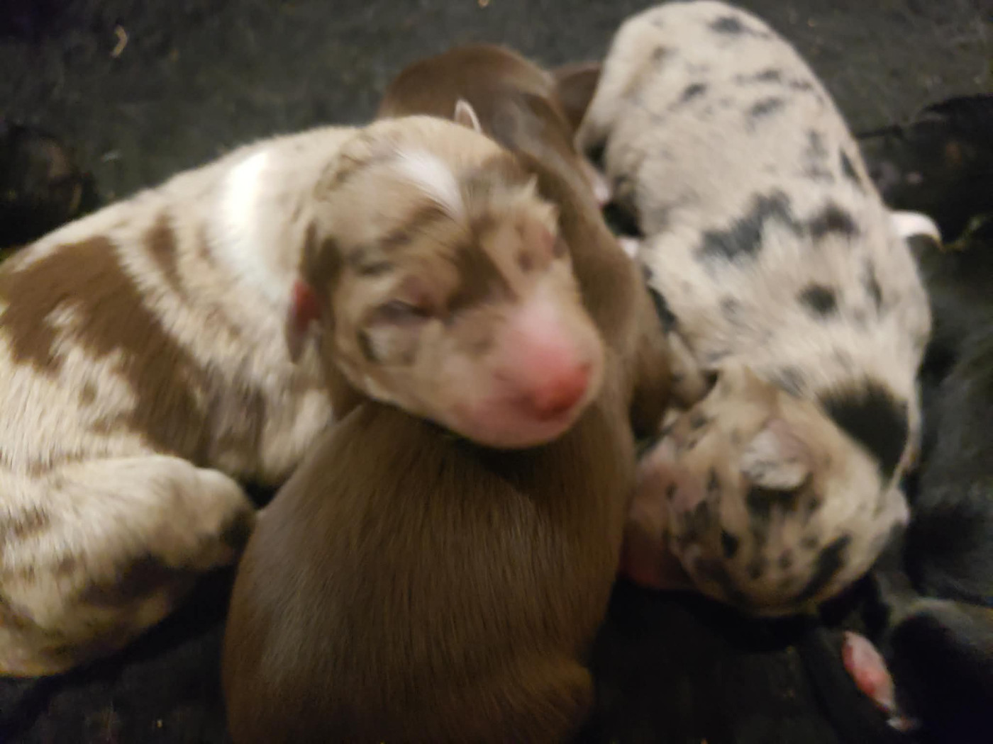 Caemoors Mighty - Chiots disponibles - Border Collie