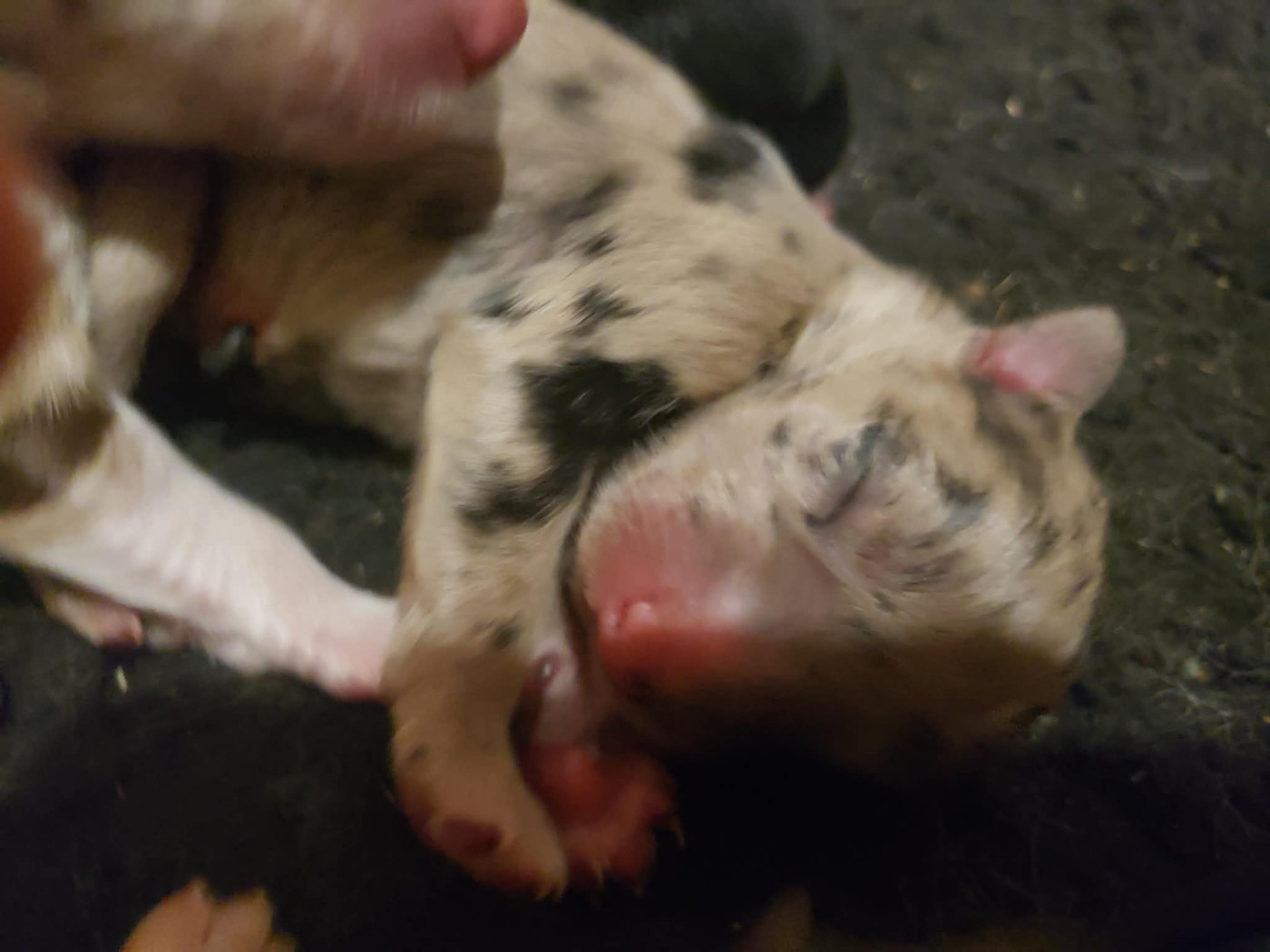 Caemoors Mighty - Chiots disponibles - Border Collie