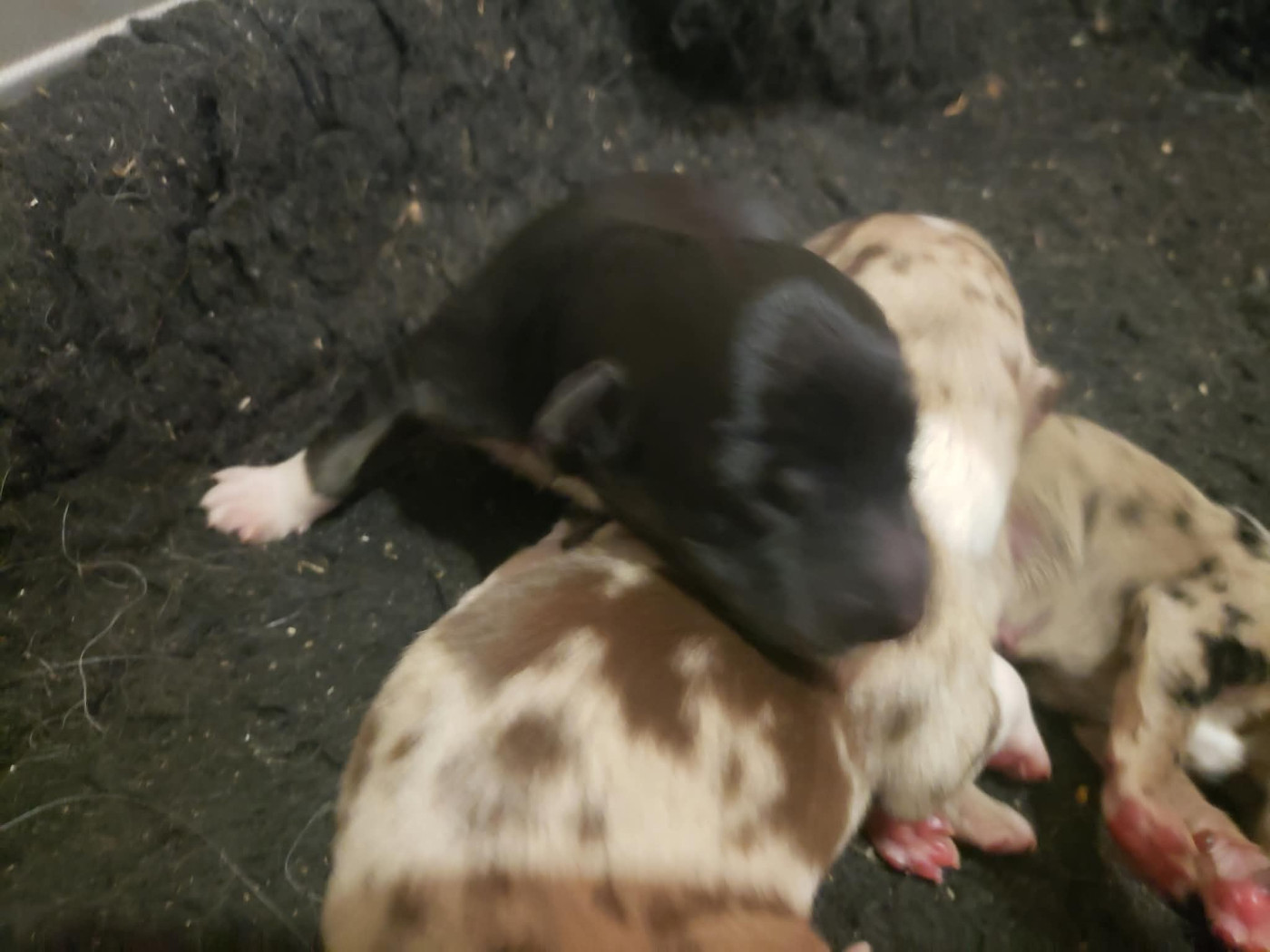 Caemoors Mighty - Chiots disponibles - Border Collie