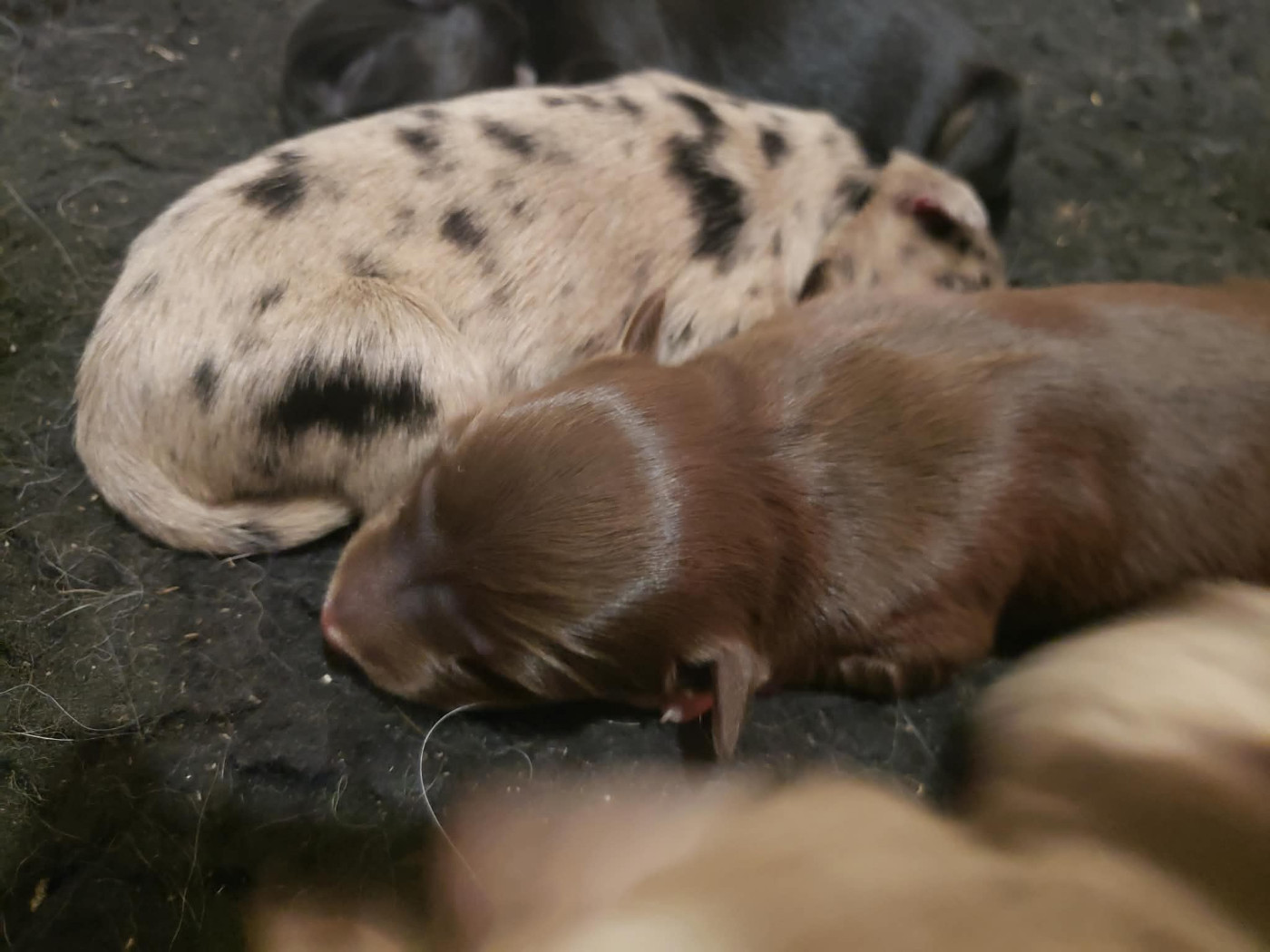 Caemoors Mighty - Chiots disponibles - Border Collie