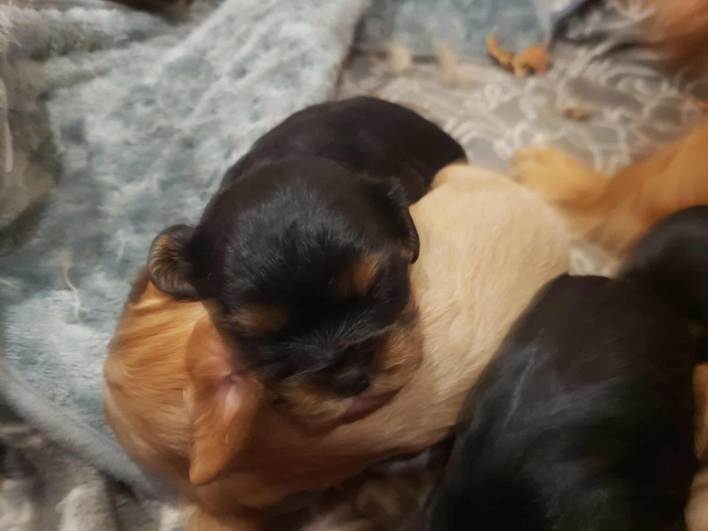 Caemoors Mighty - Chiots disponibles - Cavalier King Charles Spaniel