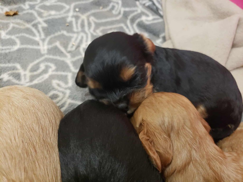 Caemoors Mighty - Chiots disponibles - Cavalier King Charles Spaniel