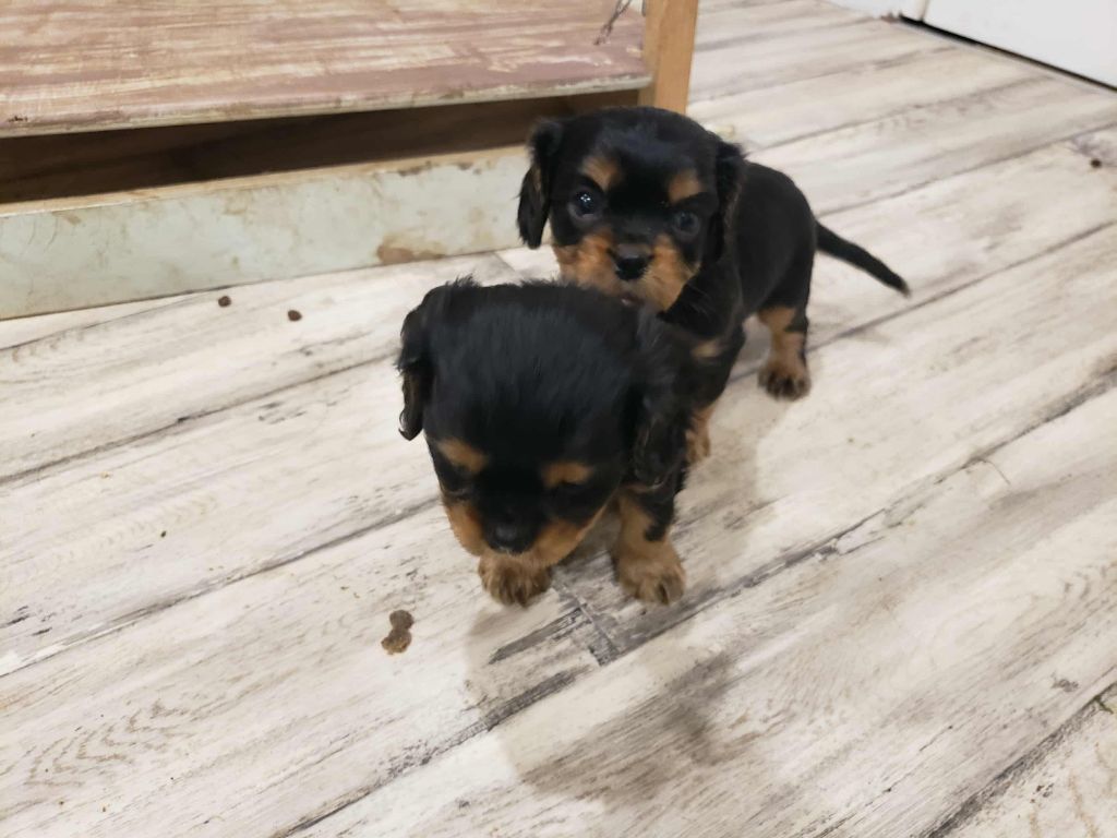 Caemoors Mighty - Chiots disponibles - Cavalier King Charles Spaniel