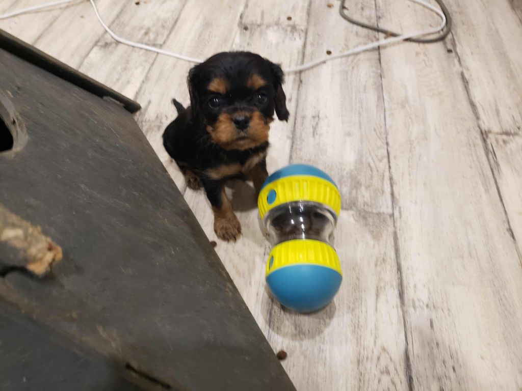 Caemoors Mighty - Chiots disponibles - Cavalier King Charles Spaniel