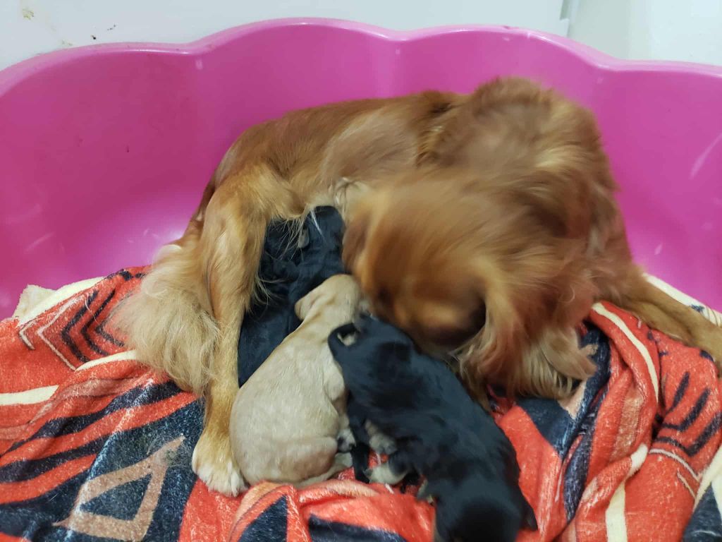 Caemoors Mighty - Cavalier King Charles Spaniel - Portée née le 11/09/2025