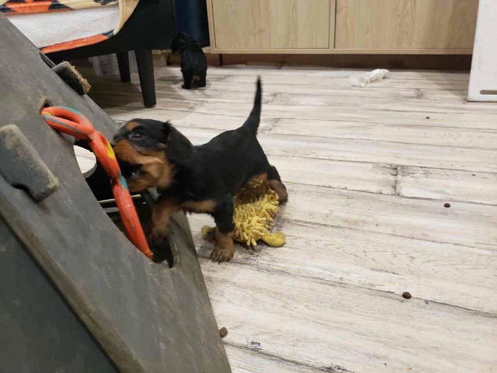 Caemoors Mighty - Chiots disponibles - Cavalier King Charles Spaniel