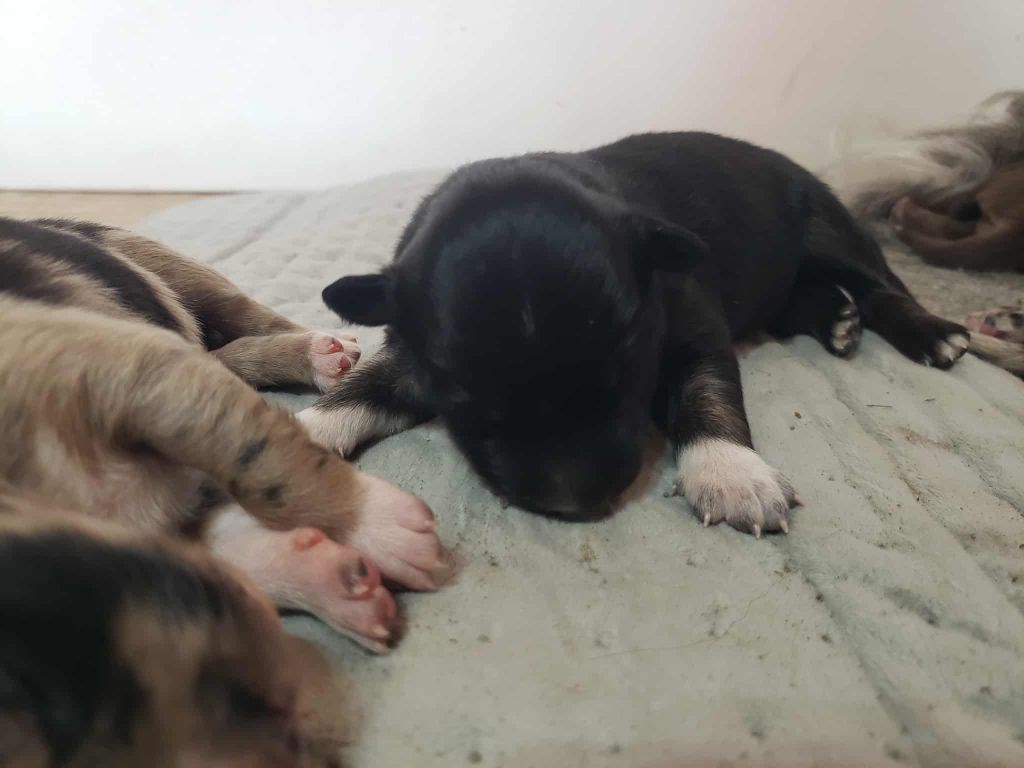 Caemoors Mighty - Border Collie - Portée née le 22/09/2025